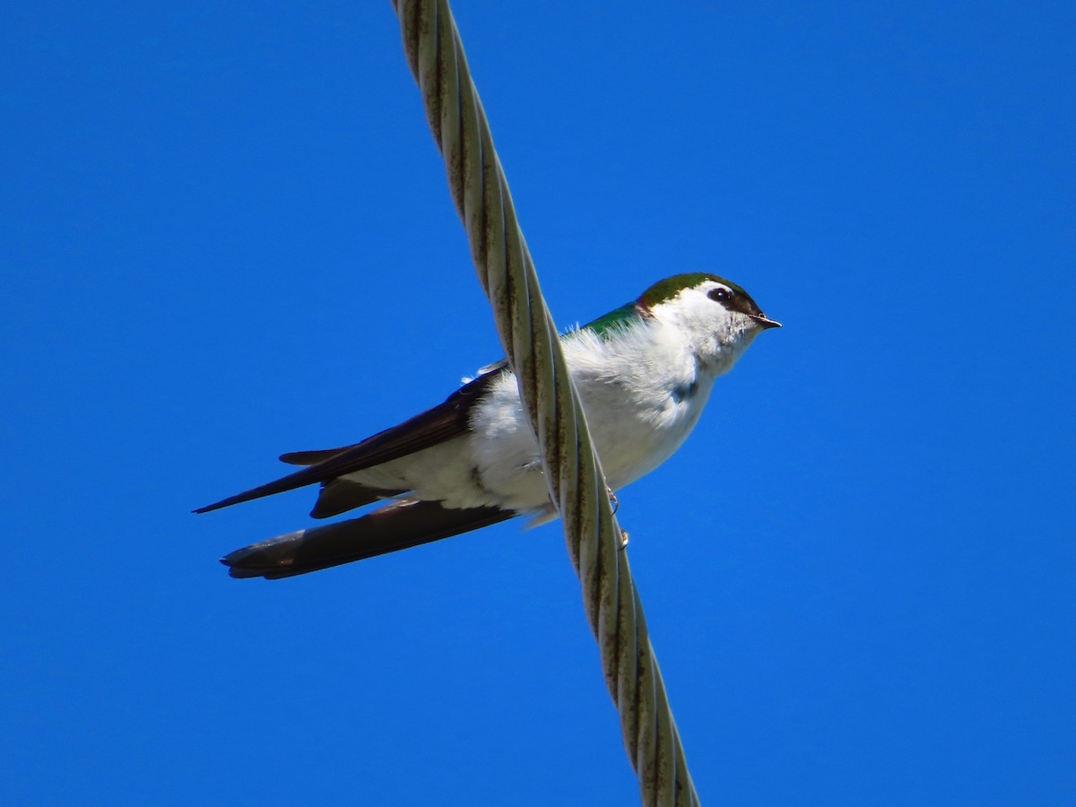 Violet-green Swallow - ML460505221