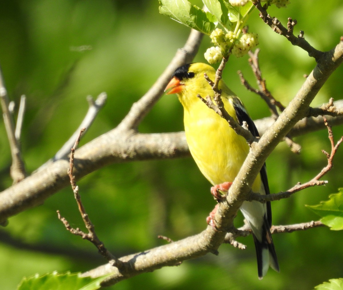 Chardonneret jaune - ML460507561