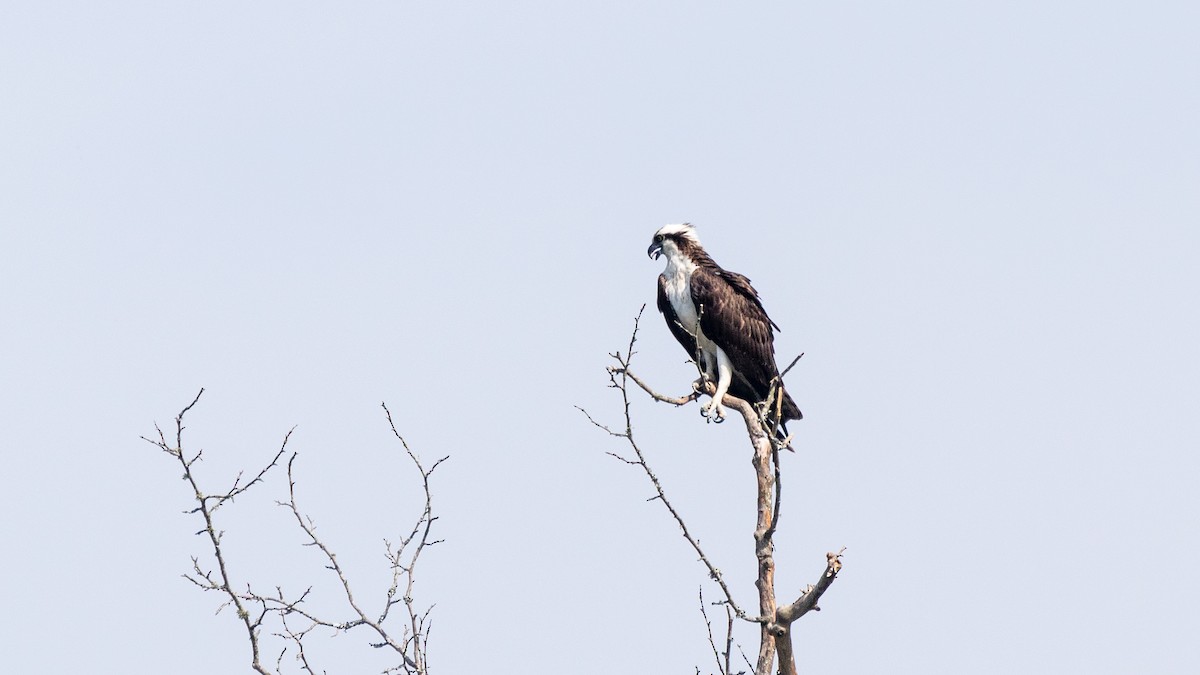 Osprey - ML460508511