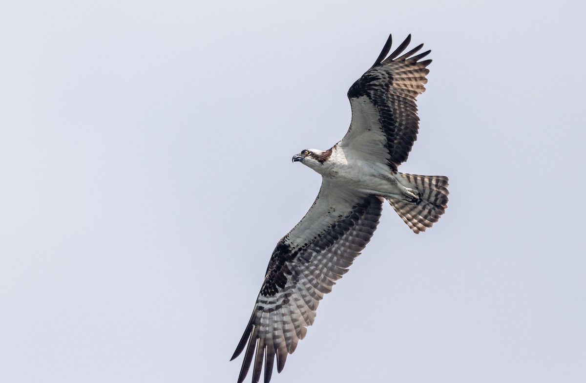 Osprey - ML460508721