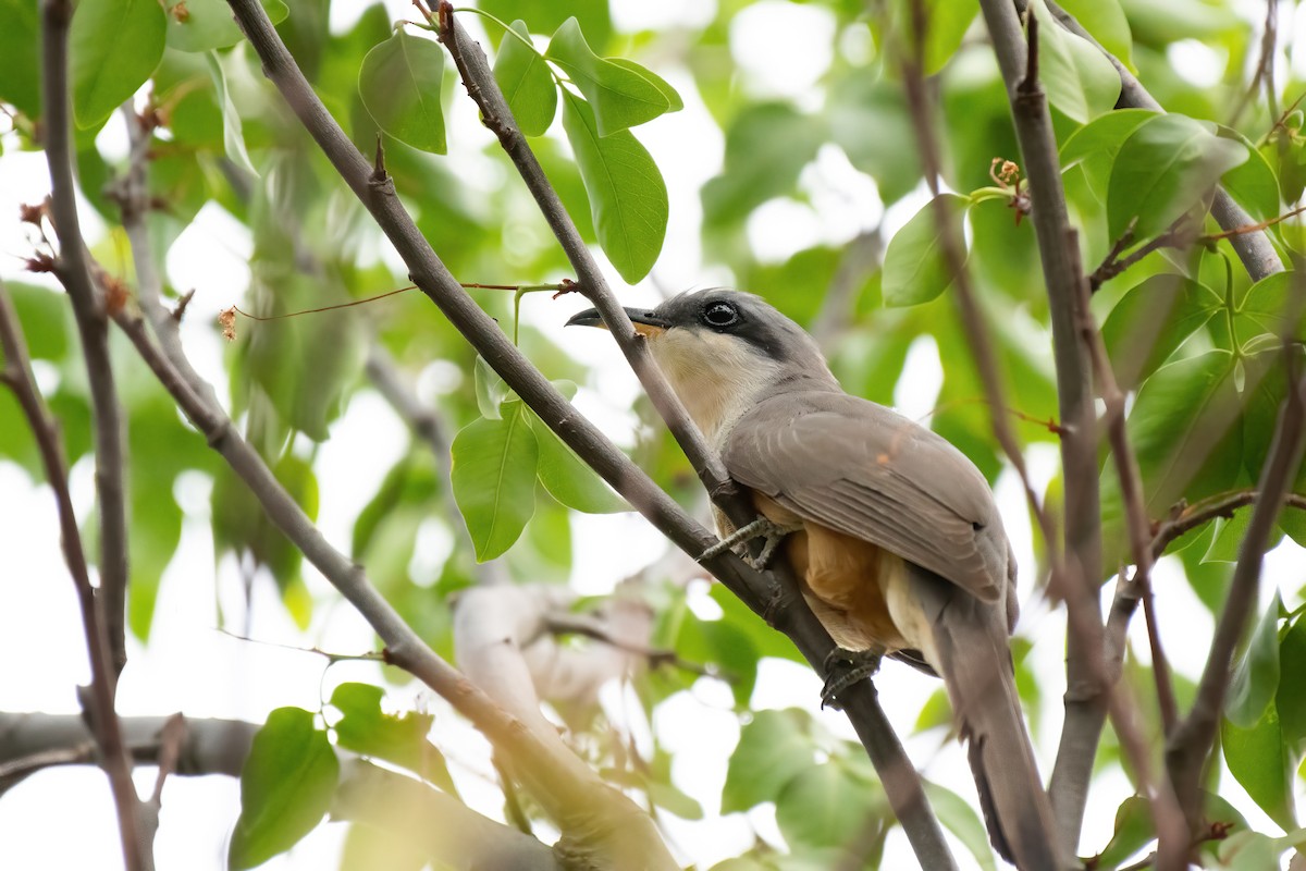 Mangrove Cuckoo - David Miller