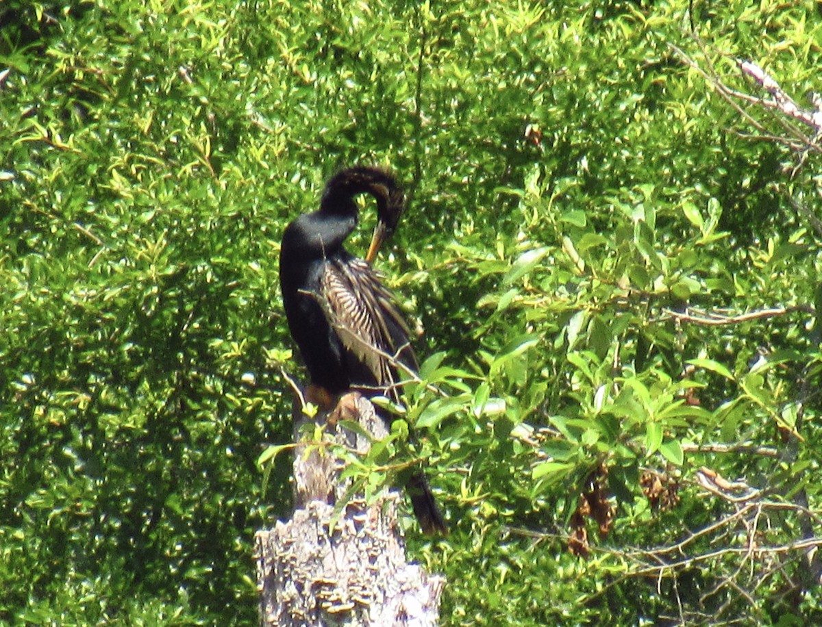 Anhinga d'Amérique - ML460510241