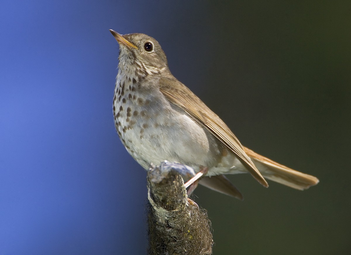 Gray-cheeked Thrush - Mark Chappell