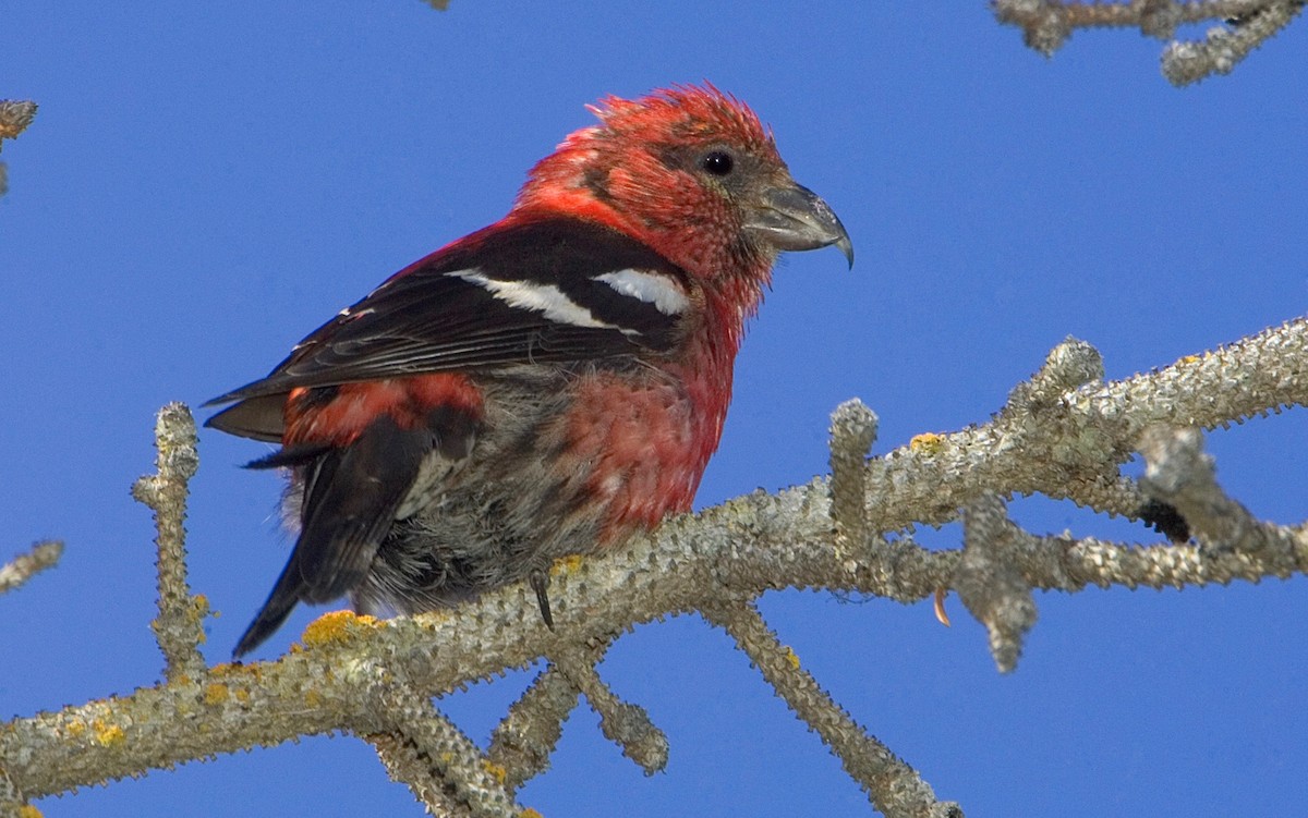 White-winged Crossbill - ML460511181