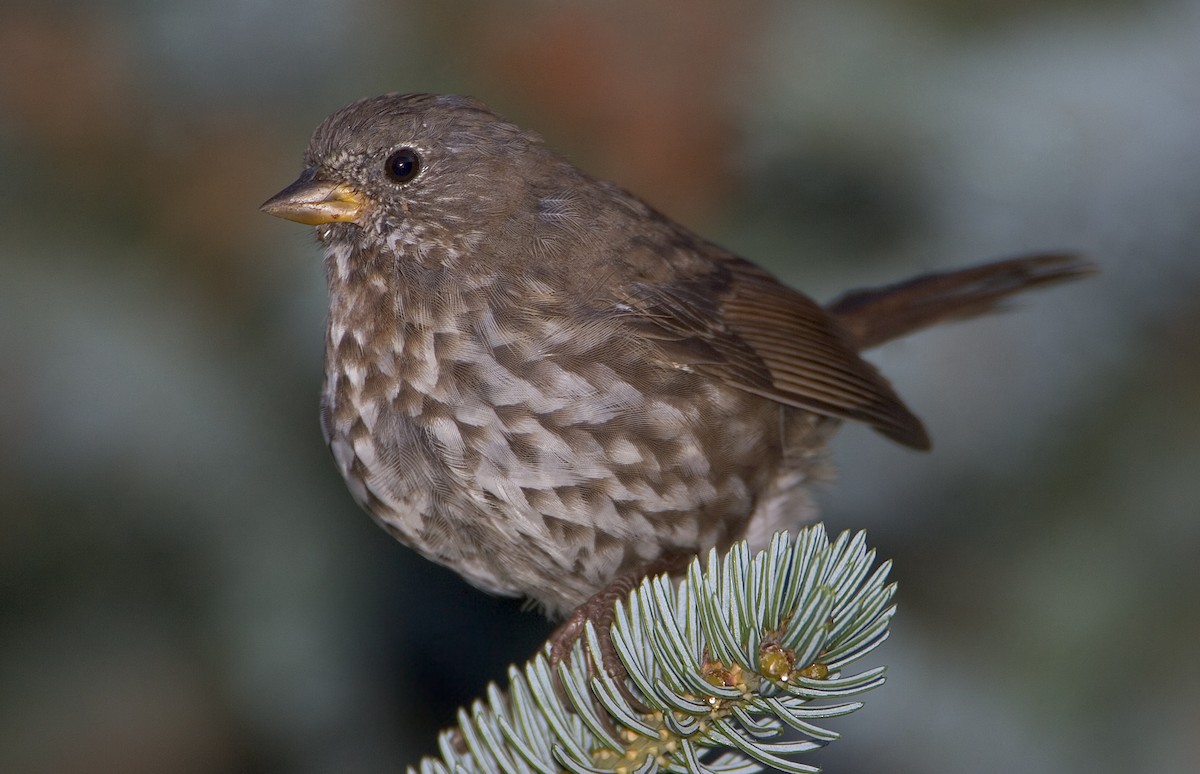 Fox Sparrow - ML460511261