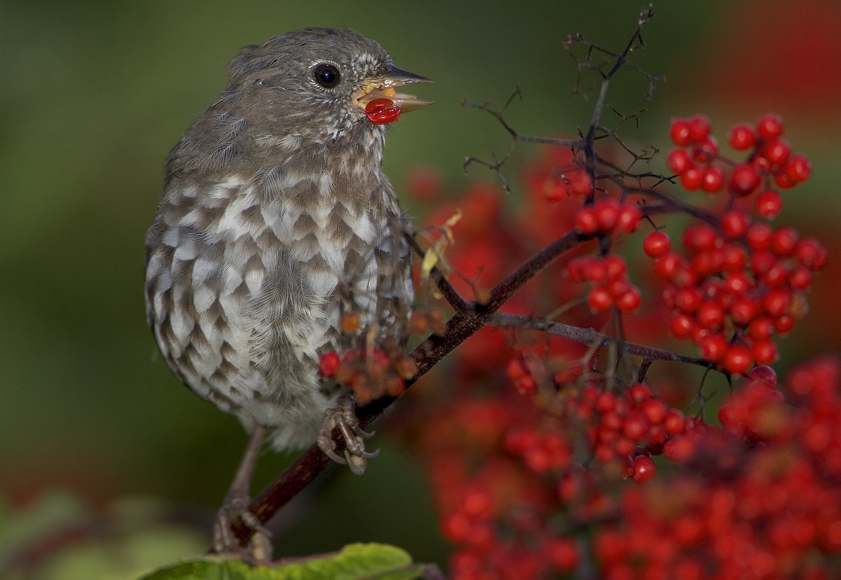 Fox Sparrow - ML460511271