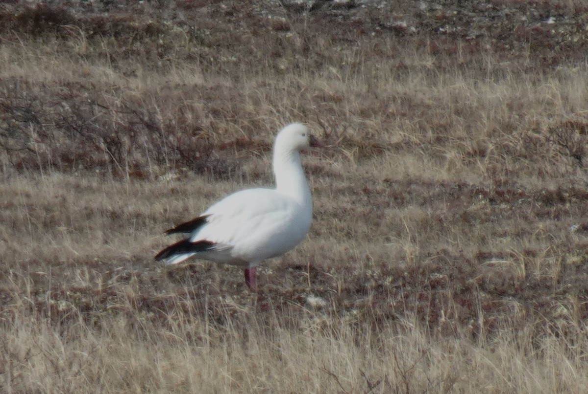 Ross's Goose - Barbara O'Neill