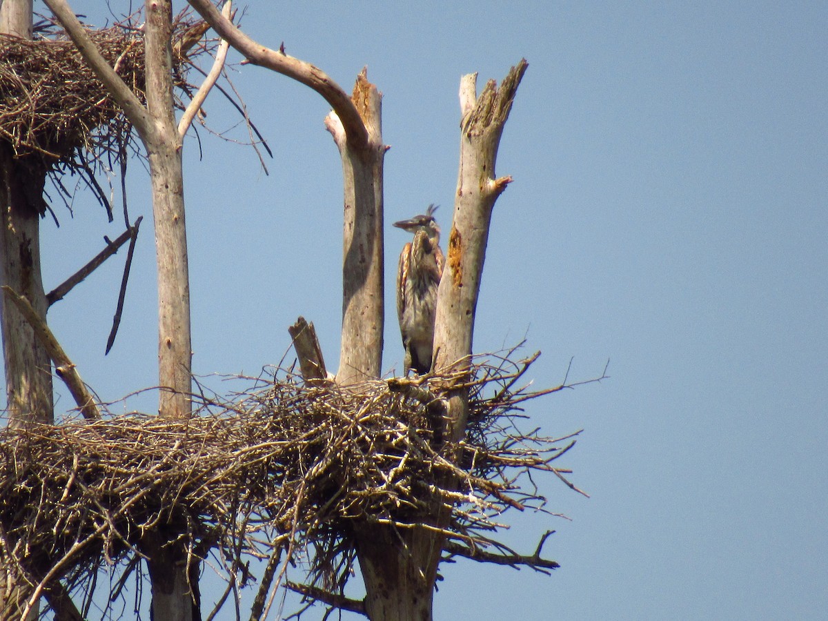 Great Blue Heron - karen pinckard