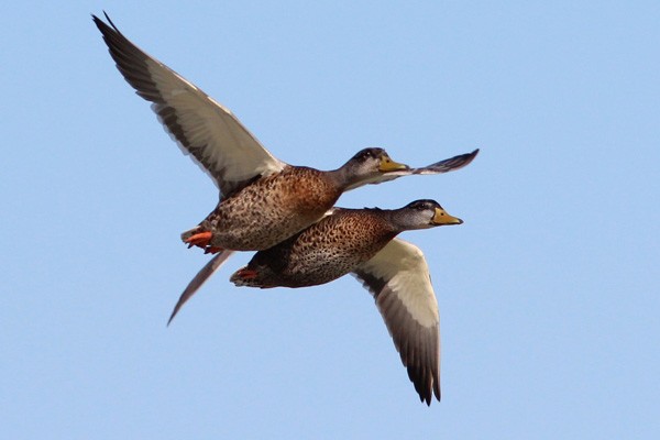 Canard colvert - ML46051321