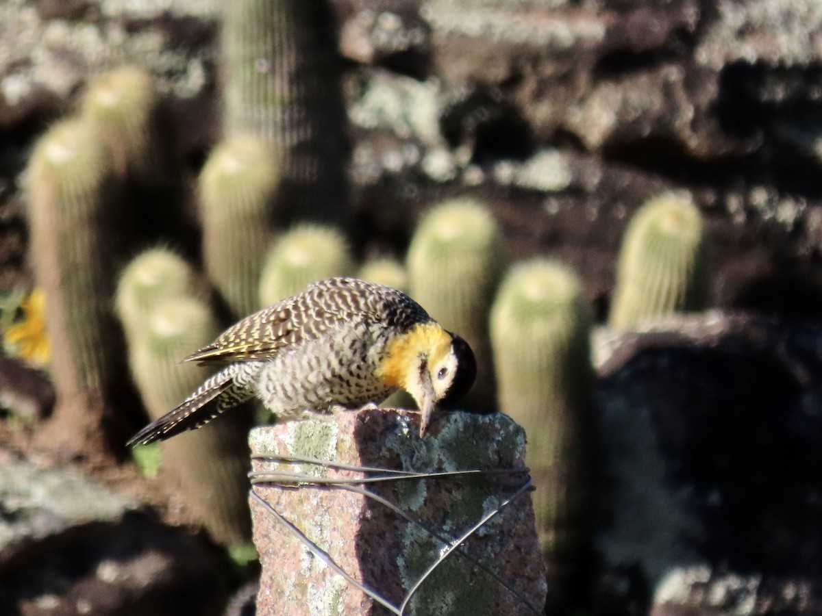 Campo Flicker (Field) - ML460513341