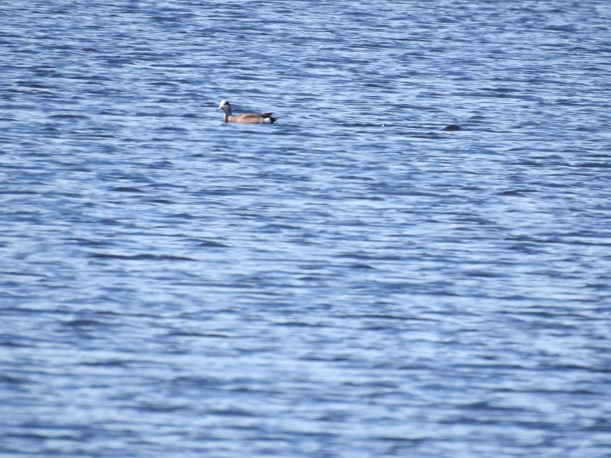 American Wigeon - ML460514651