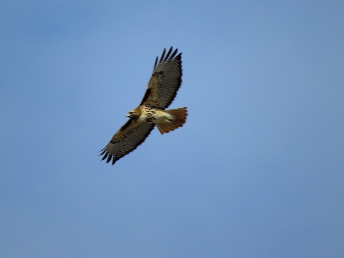 Red-tailed Hawk (calurus/alascensis) - ML46051611