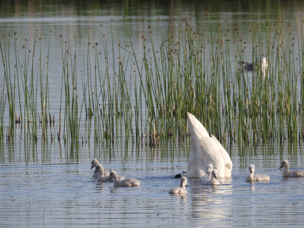 Trumpeter Swan - ML460517221