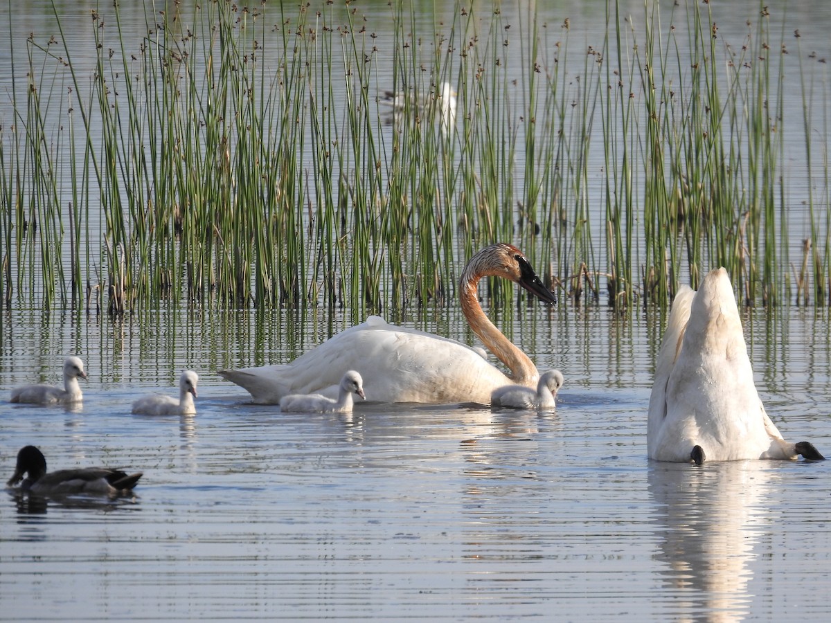 Trompeterschwan - ML460517231