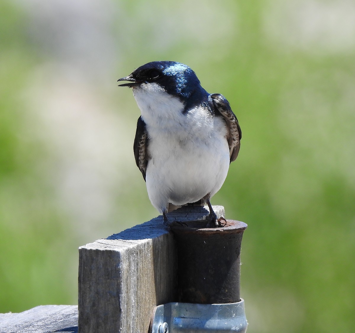 Tree Swallow - Donna Johnston