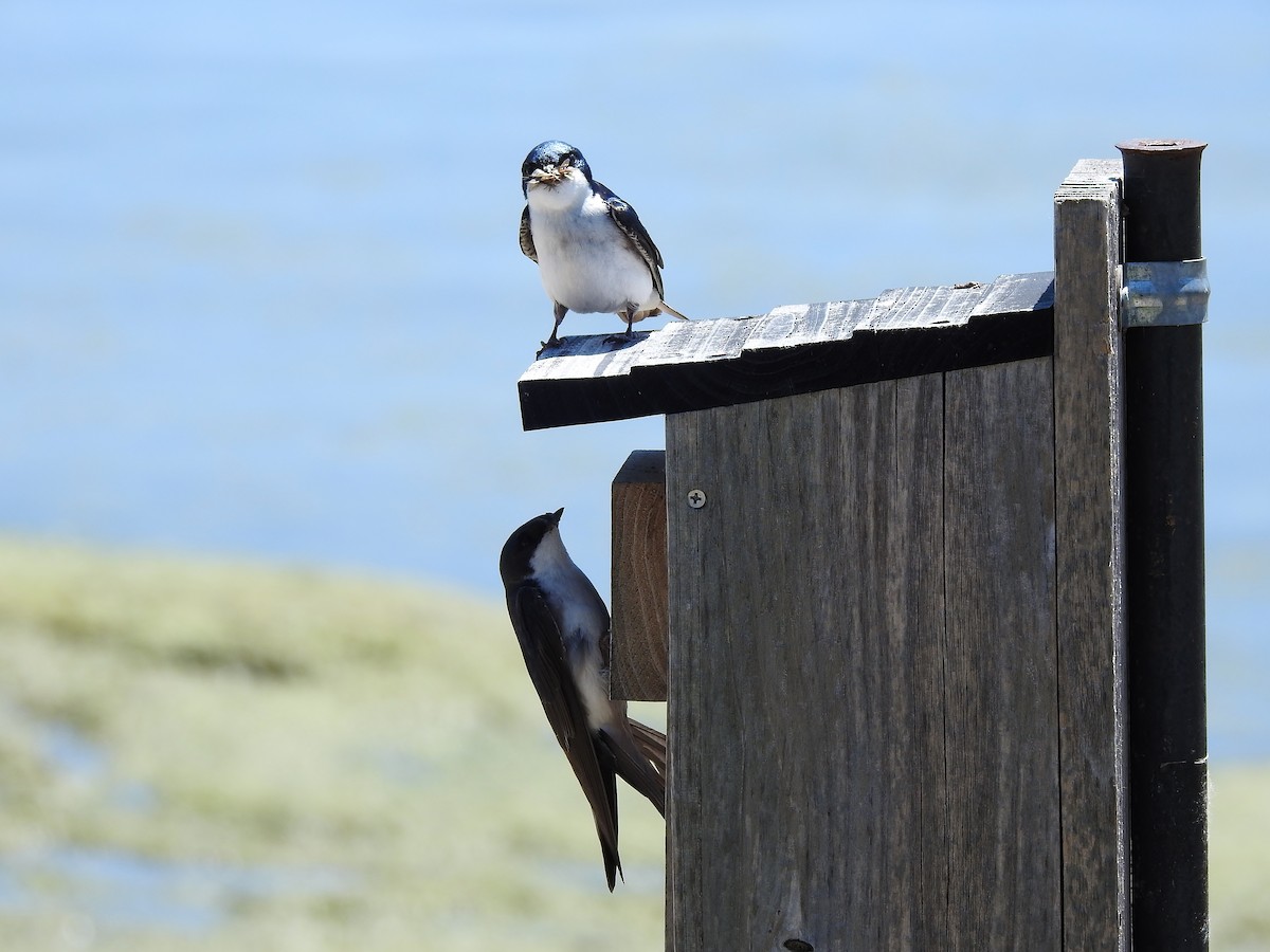 Tree Swallow - Donna Johnston