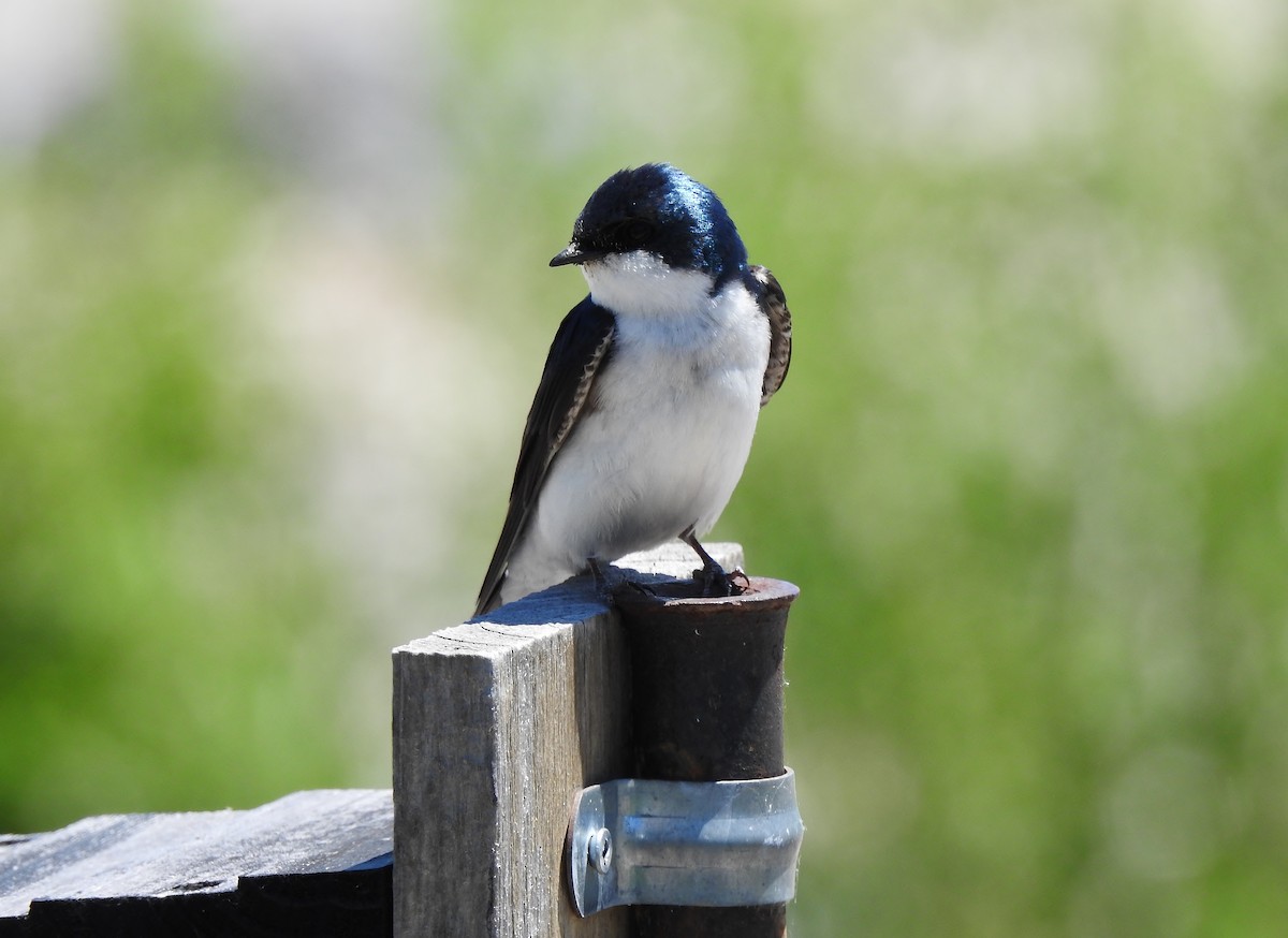 Tree Swallow - Donna Johnston