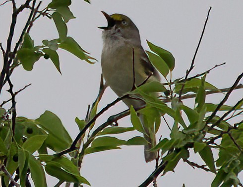 Vireo Ojiblanco - ML460519861