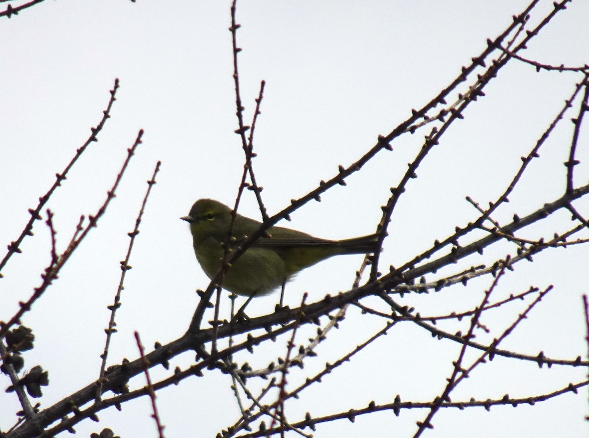 Orange-crowned Warbler - ML460520131