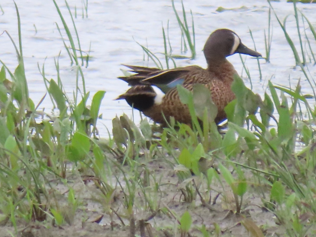 Blue-winged Teal - ML460521131