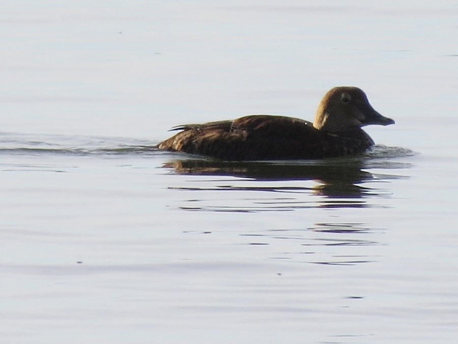 Eider à tête grise - ML460522031