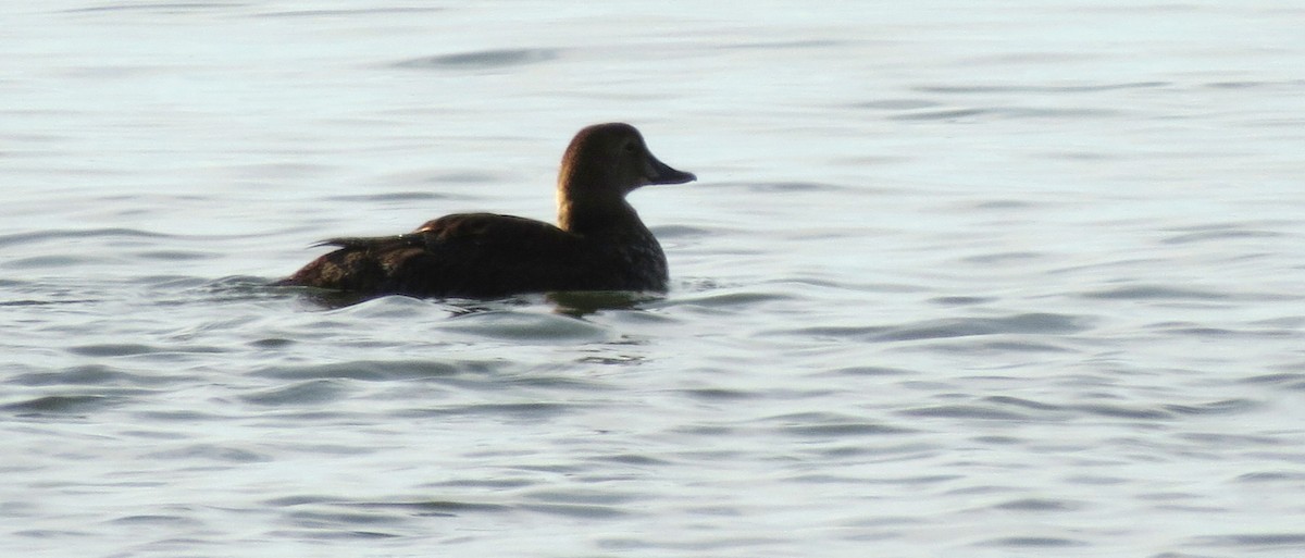 King Eider - ML460522121