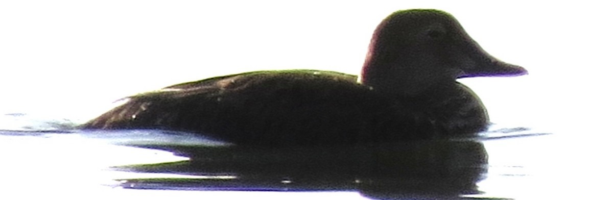 King Eider - ML460522161