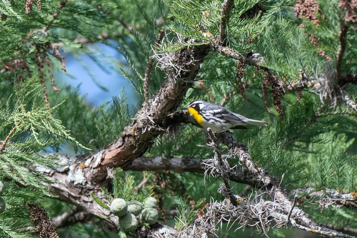 Yellow-throated Warbler - ML460522551