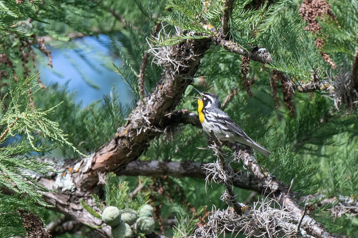 Yellow-throated Warbler - Susan Teefy