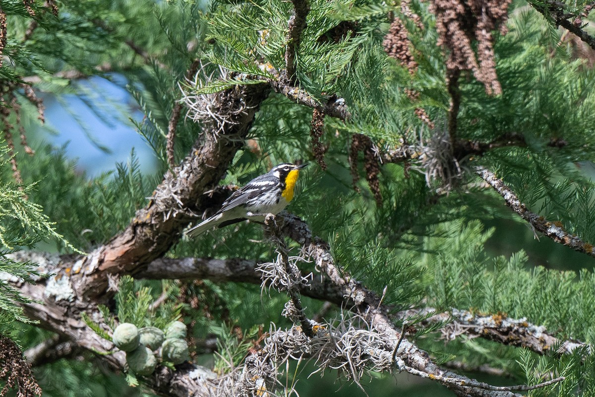 Yellow-throated Warbler - ML460522581