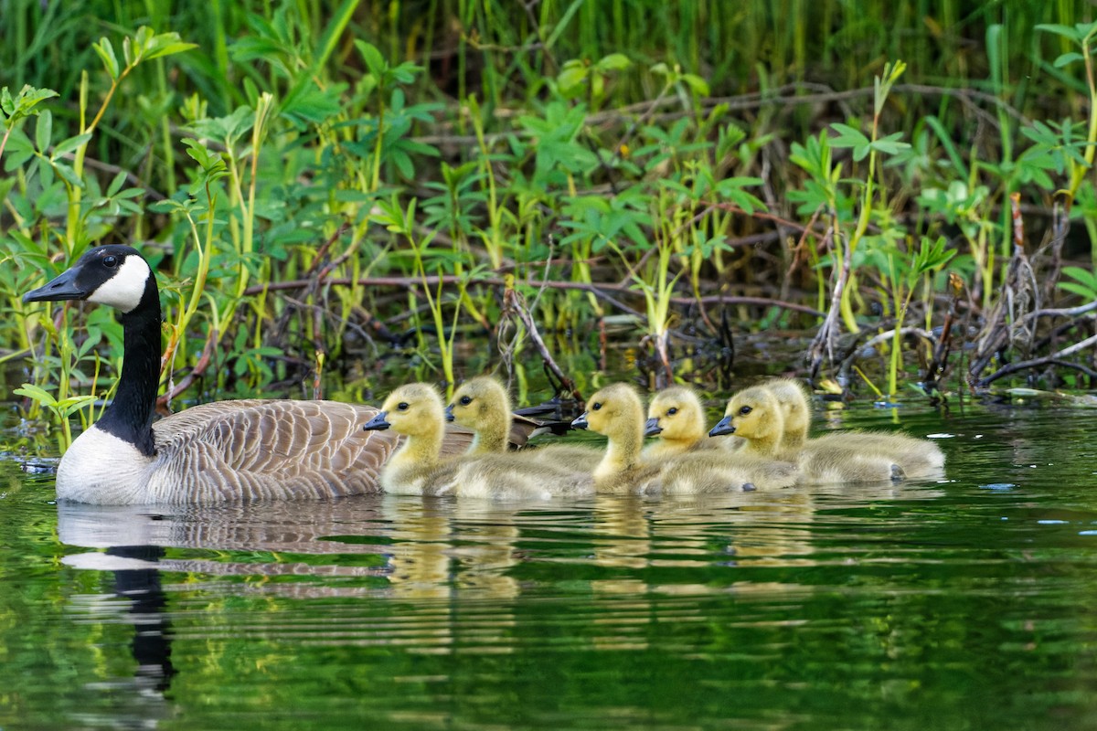 Canada Goose - Daniel Eslake