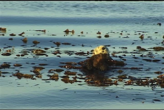 Sea Otter - ML460525