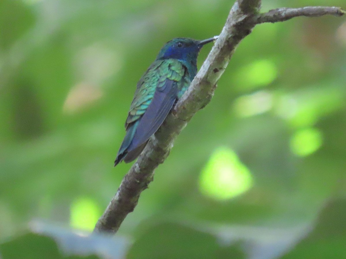 kolibřík zelený - ML460526551