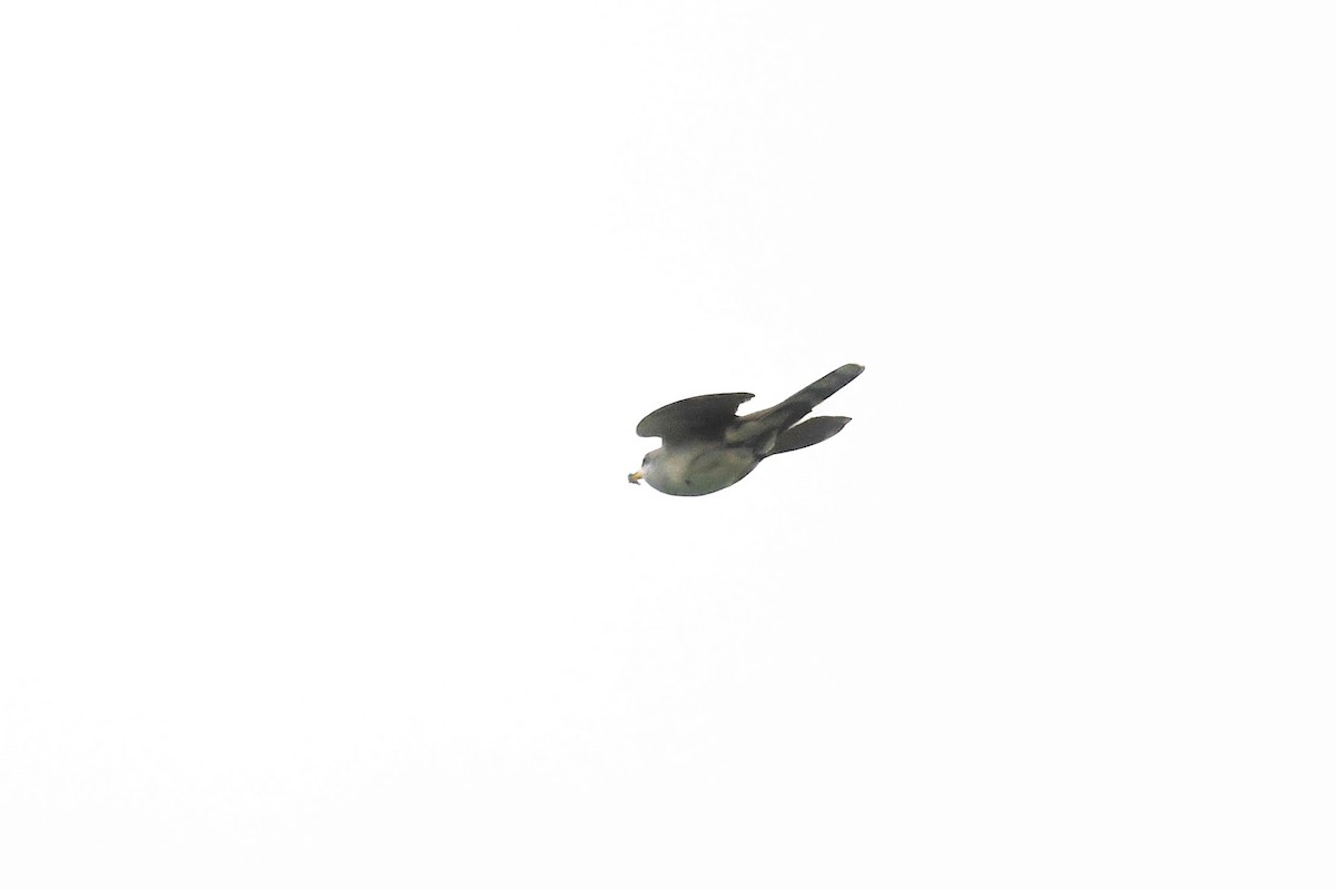 Yellow-billed Cuckoo - ML460527141