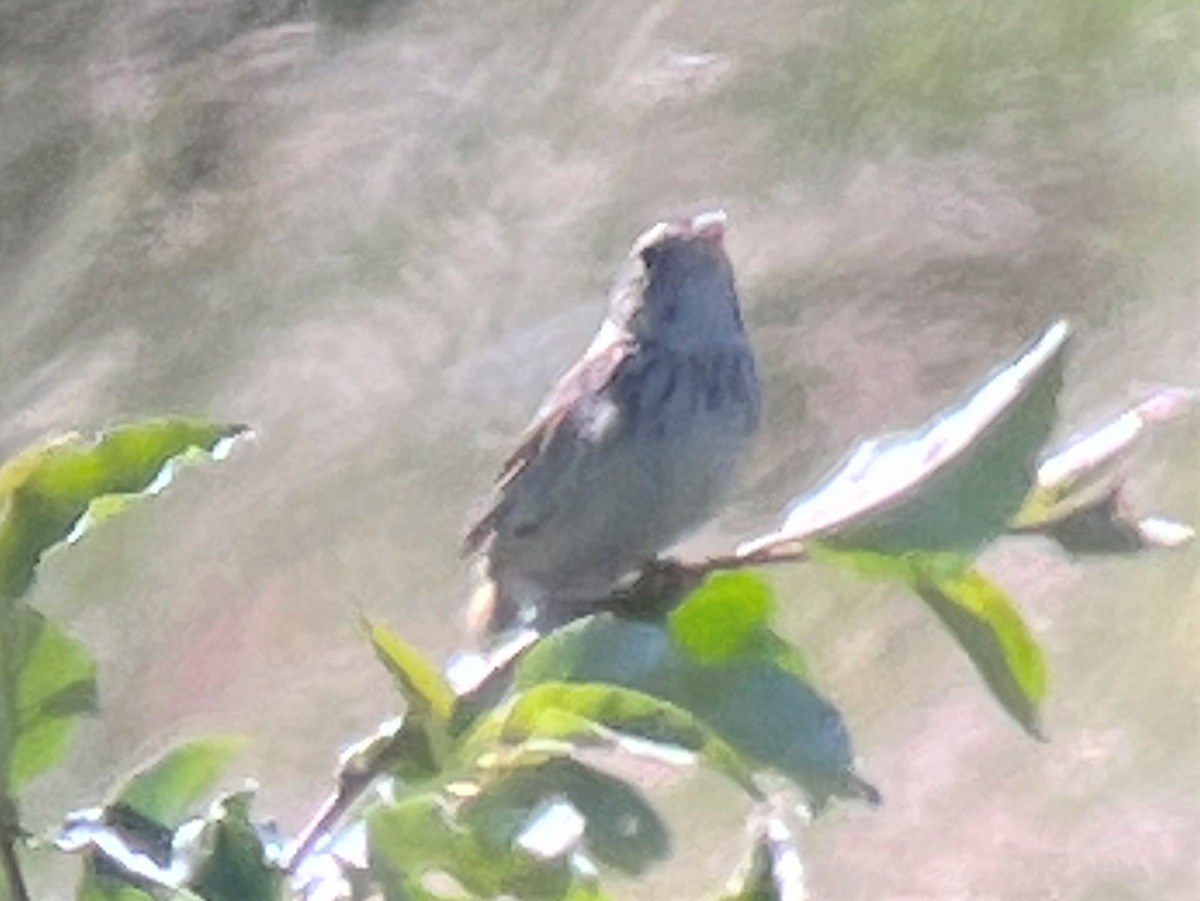 Henslow's Sparrow - ML460528801