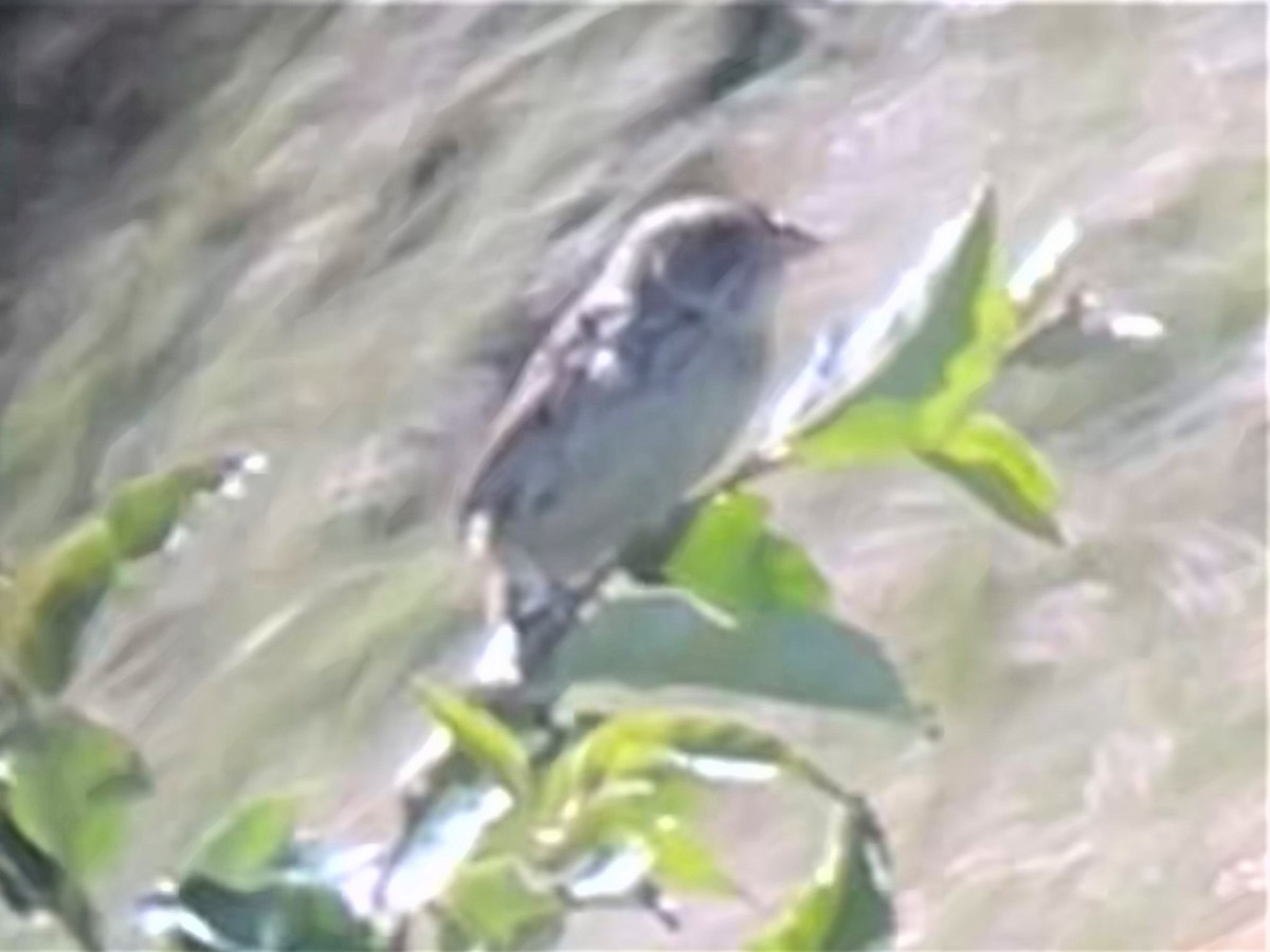 Henslow's Sparrow - ML460528861