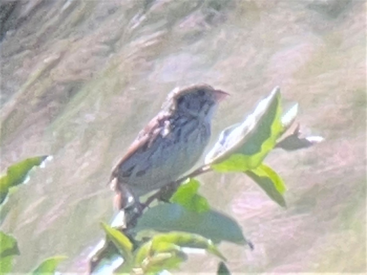 Henslow's Sparrow - ML460528931