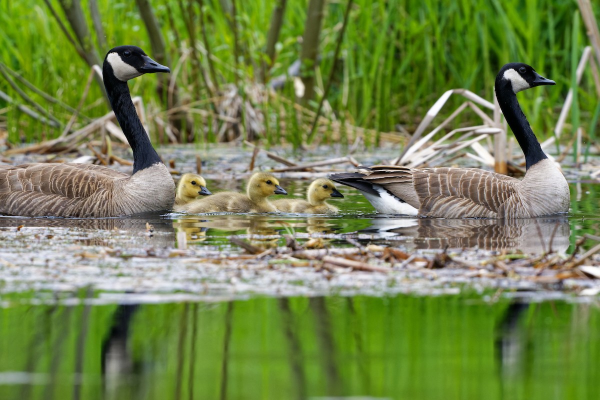 Canada Goose - ML460530681