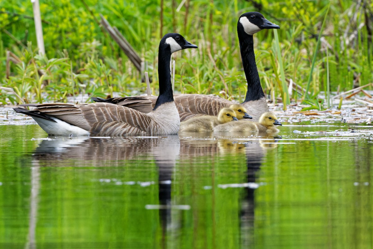 Canada Goose - Daniel Eslake