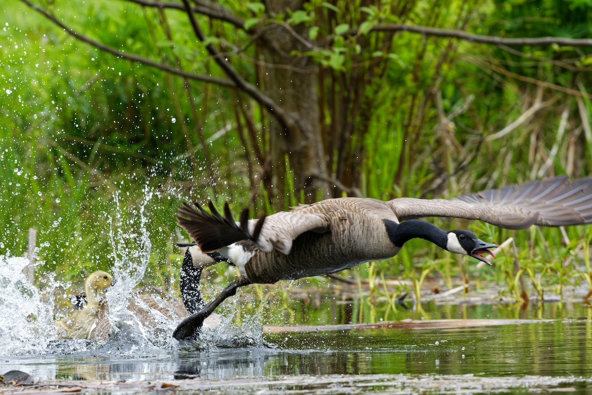 Canada Goose - ML460530741