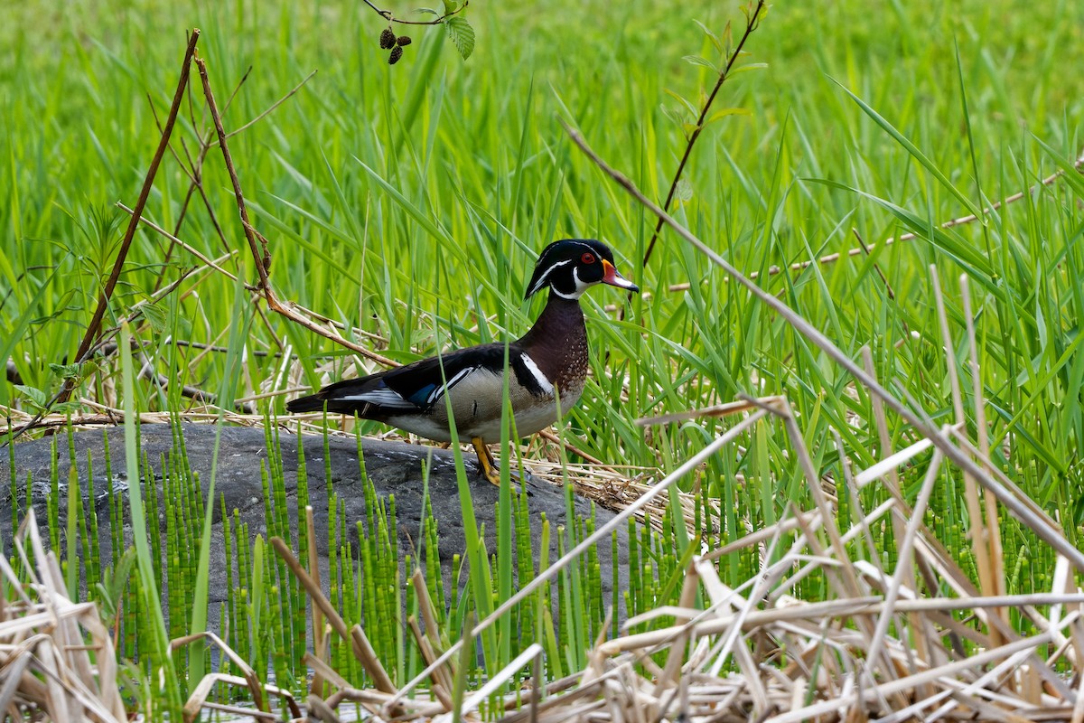 Wood Duck - ML460530781