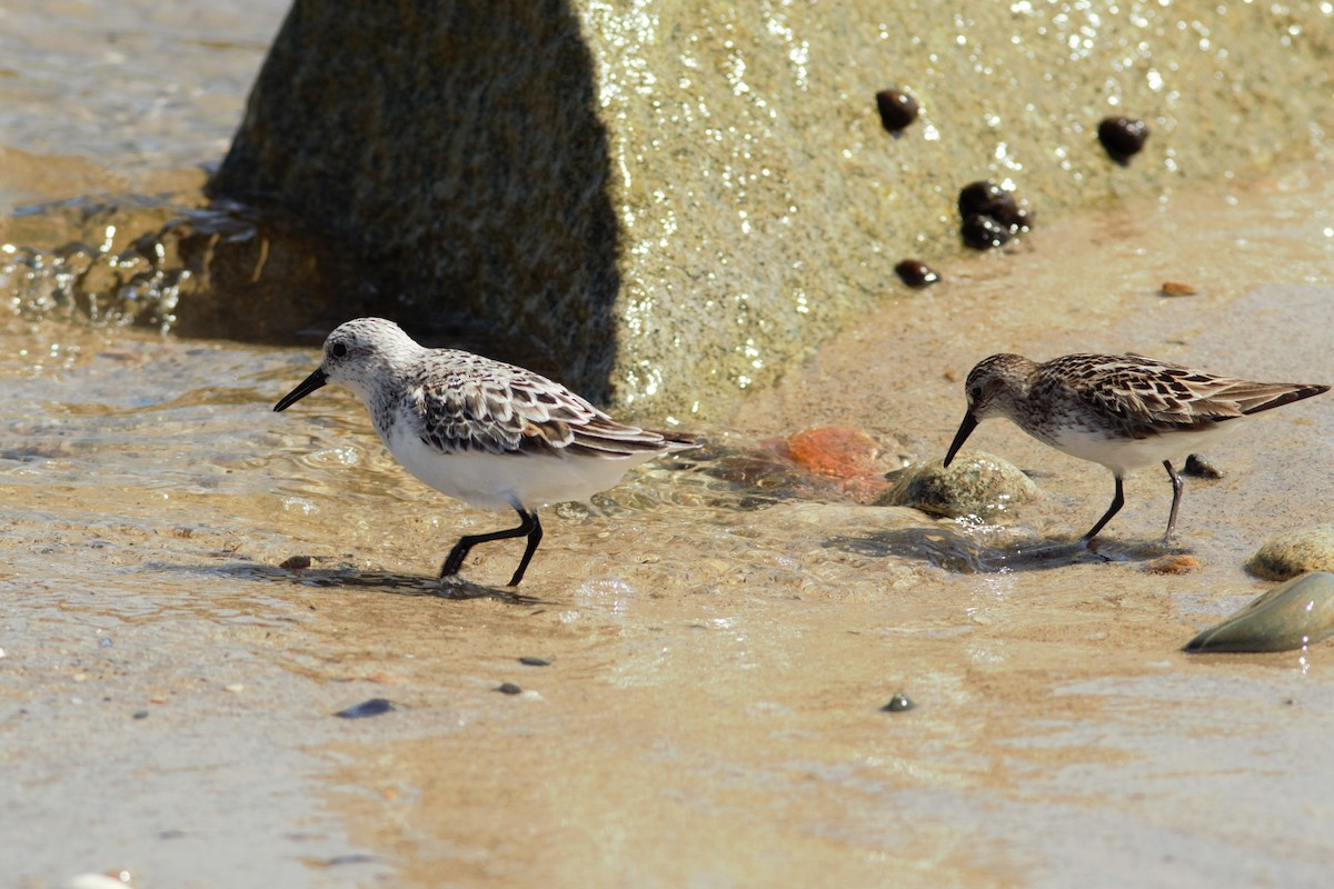 Bécasseau sanderling - ML460531071