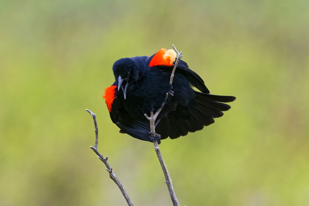 Red-winged Blackbird - ML460531561