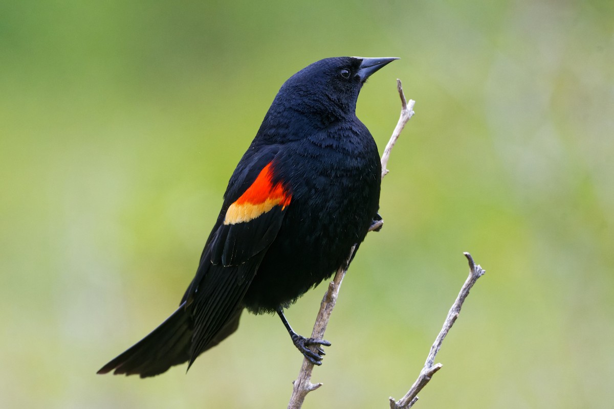 Red-winged Blackbird - ML460531571