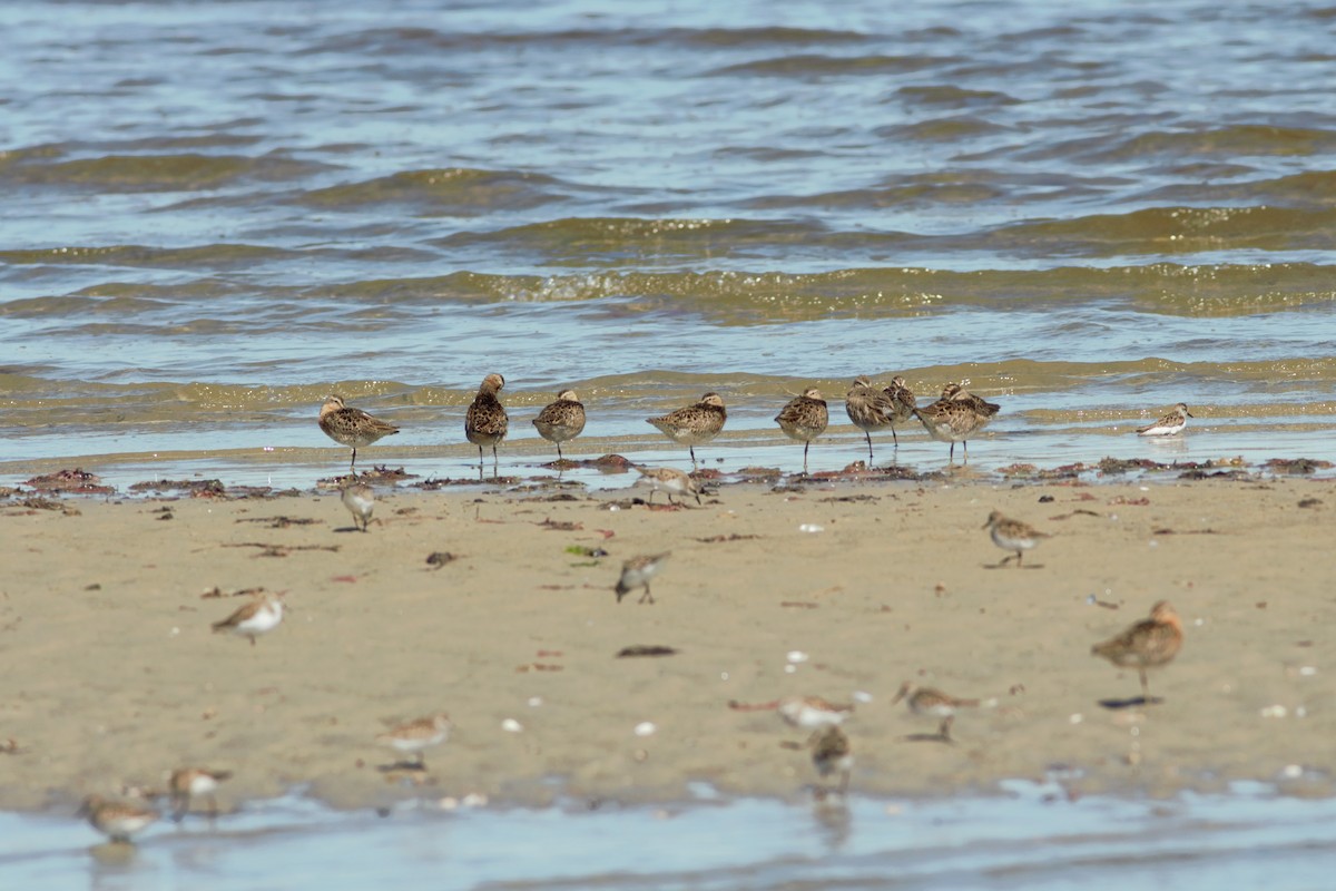 Short-billed Dowitcher - ML460532041