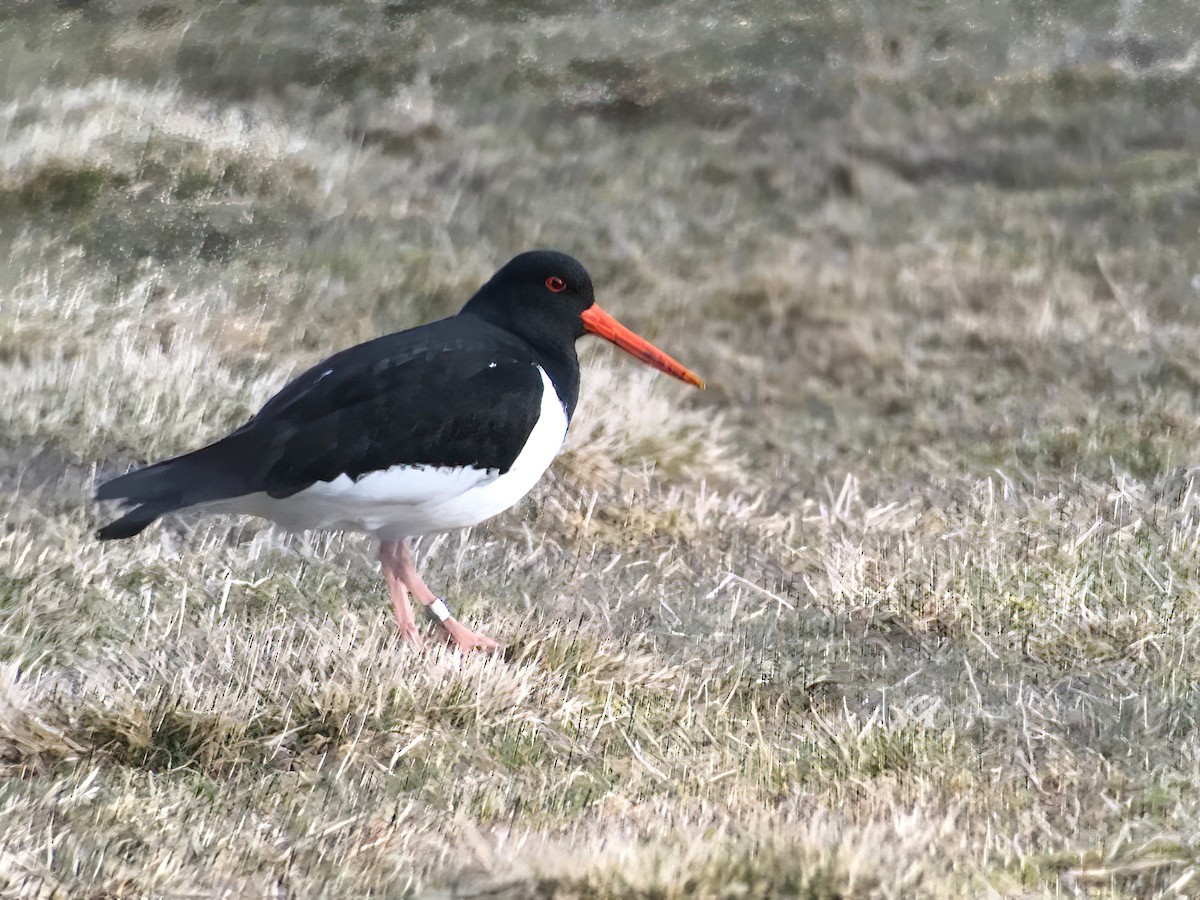 Eurasian Oystercatcher - ML460532081