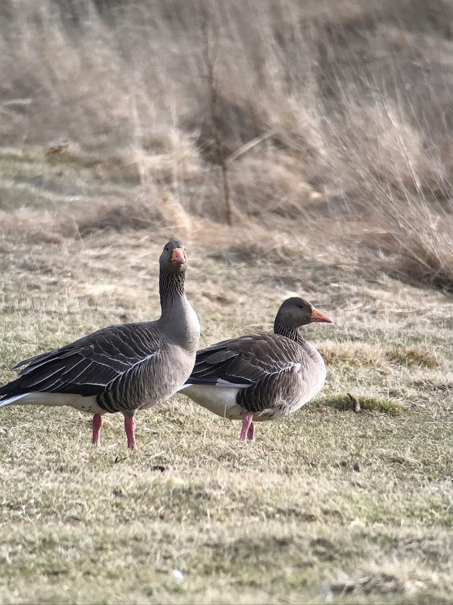 Graylag Goose - ML460532431