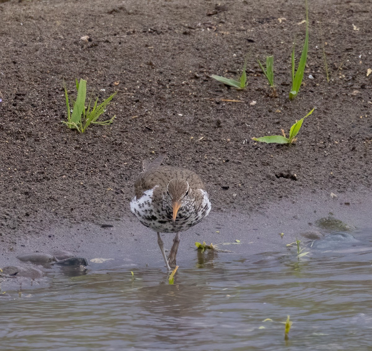 Spotted Sandpiper - ML460533501