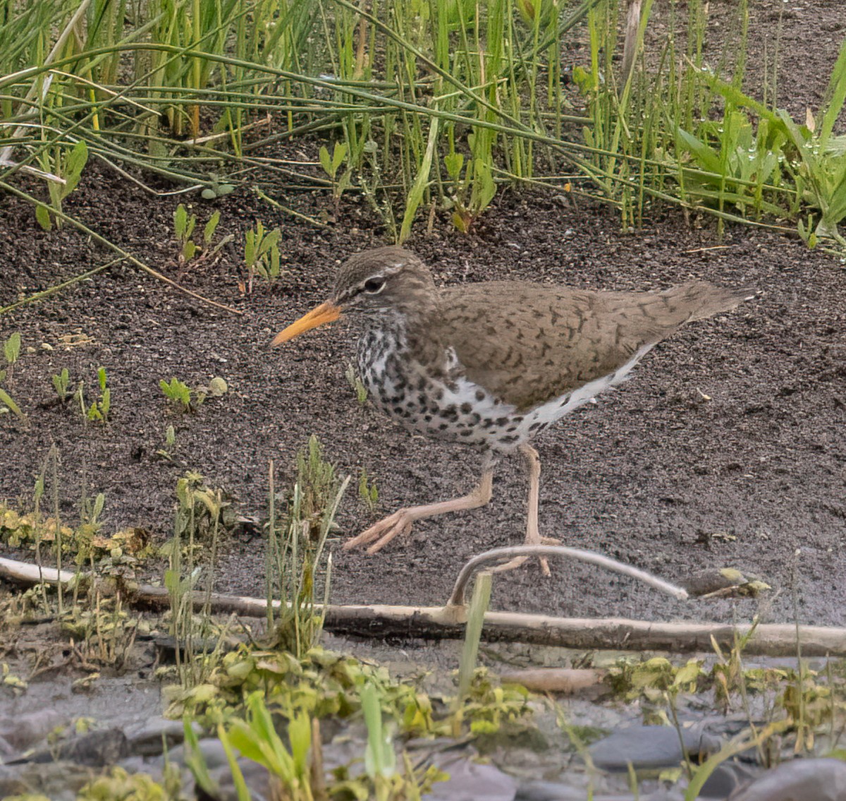 Spotted Sandpiper - ML460533541