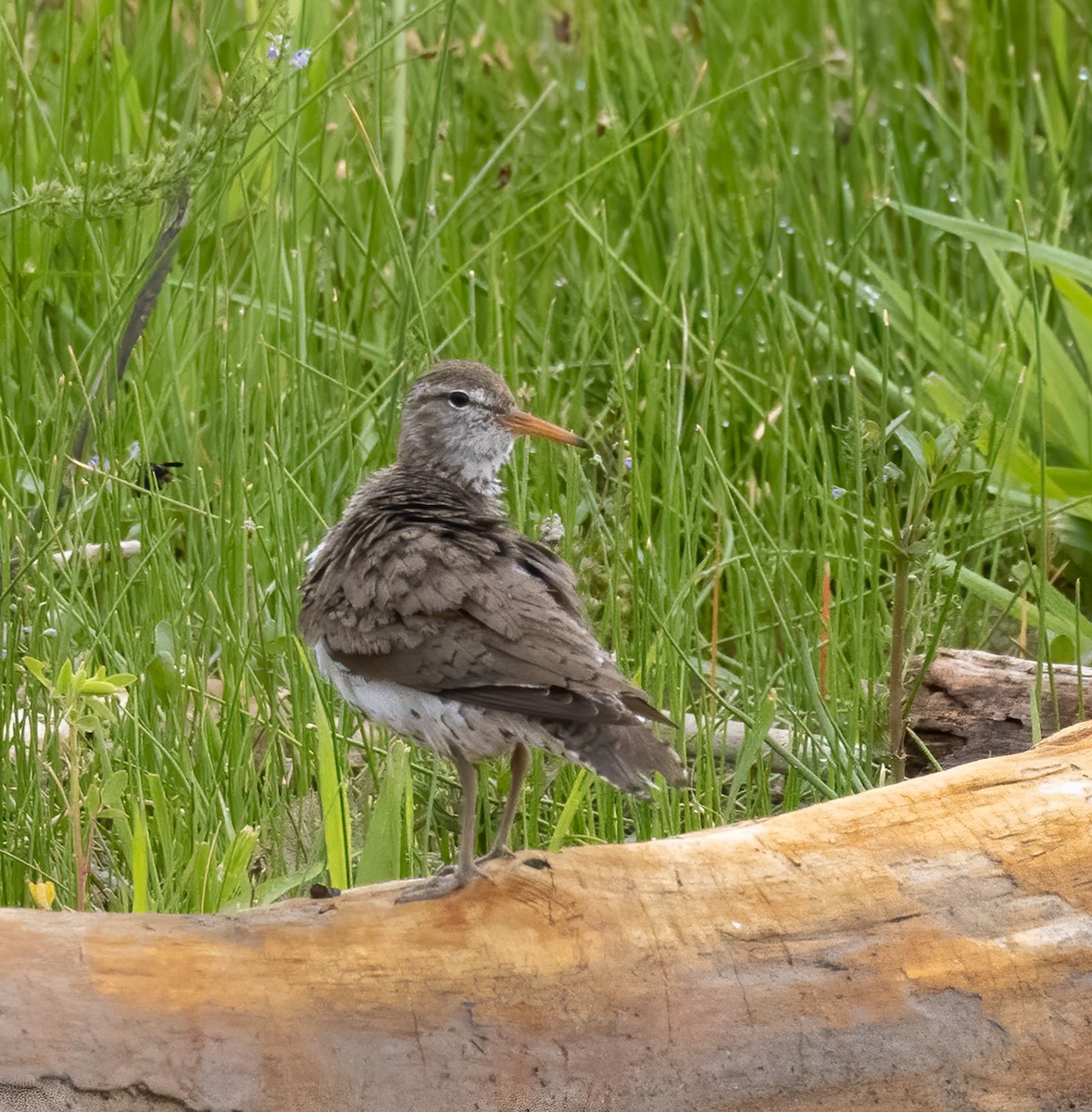 Spotted Sandpiper - ML460533561